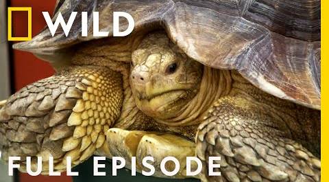 Tortoise Surgery, Chinchilla Emergency, and the Chicken (Full Episode) | Dr. K