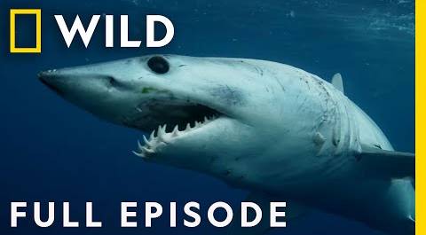 Hawaiian Night Fright (Full Episode) | When Sharks Attack