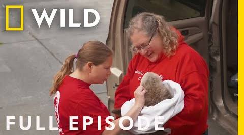 Rescuing Wild Animals: Alaska Animal Rescue (Full Episode Compilation)