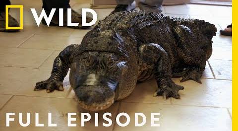 The Vet Detective and the Amputee Alligator (Full Episode) | The Wild Life of Dr. Ole