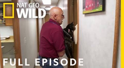 A Meow-tain of Cat Cases (Full Episode) | The Incredible Dr. Pol