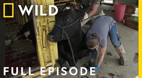 A Dairy Cow Emergency (Full Episode) | The Hatcher Family Dairy