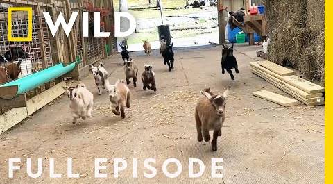 Baby Goat Stampede and the Rancho Turkey Gang (Full Episode) | America