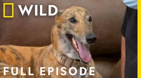 Greyhounds, Foxes, and Kittens in Need (Full Episode) | Critter Fixers
