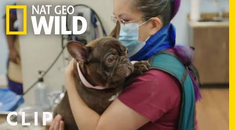 Rare: French Bulldog C-Section Results in Seven Puppies | Critter Fixers