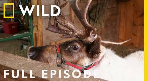 Reindeer Magic (Full Episode) | The Incredible Dr. Pol