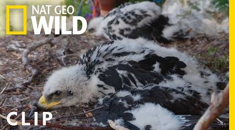 Reaching a golden eagle nest | Dr. Oakley, Yukon Vet | Nat Geo Wild