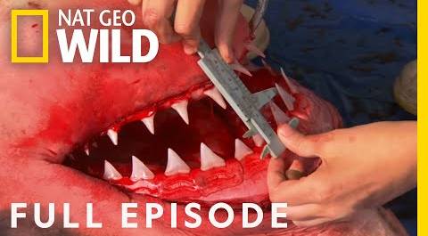 Ultimate Shark: Ancient Predator (Full Episode) | Man v. Animal