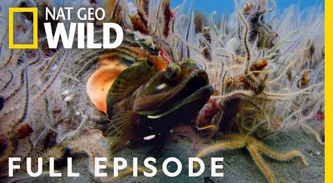 Beach Brawl (Full Episode) | Animal Fight Night