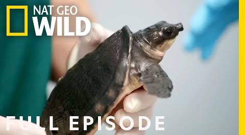 Bearded Dragons, Pig-Nosed Turtles, and No Bird Left Behind (Full Episode) | Critter Fixers