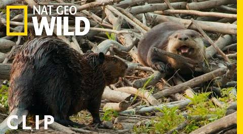 Beaver dad confronts a male otter | Voyageurs | America
