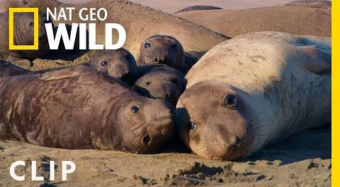 Orphaned elephant seal pup finds a new mom | Channel Islands | America