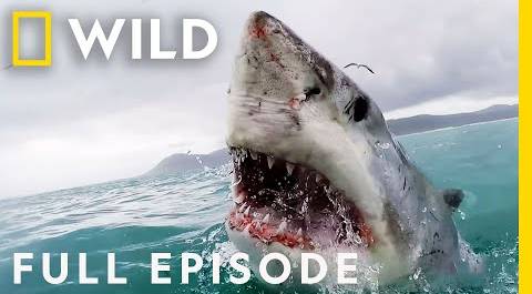 Shark Attack: California Coast Carnage (Full Episode) | When Sharks Attack