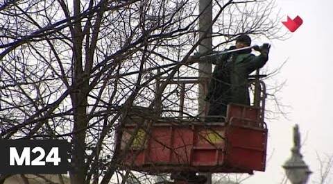 "Это наш город": в Москве начались работы по обрезке деревьев - Москва 24