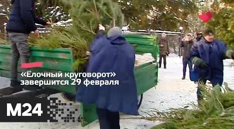 "Это наш город": москвичи сдали в переработку 46 тысяч новогодних елей - Москва 24
