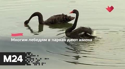 "Это наш город": московских лебедей отправят на зимовку - Москва 24