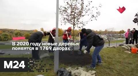 "Это наш город": москвичи определят, какие дворы нужно озеленить - Москва 24
