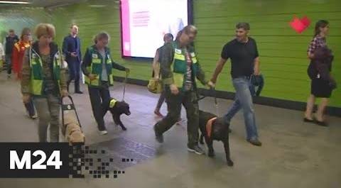 "Это наш город": 40 собак-проводников обучат в столичном метро в 2020 году - Москва 24