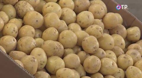 Как выбрать молодой картофель