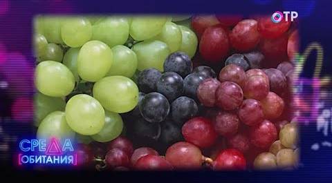 Выбираем самый вкусный виноград