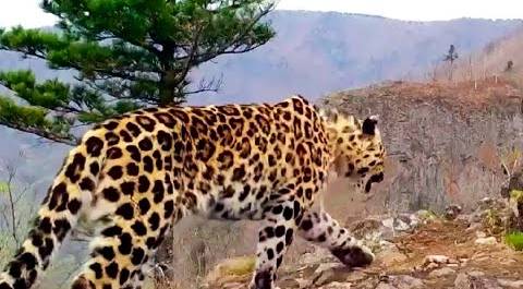 Грациозный дальневосточный леопард  попал в объектив фотоловушки в Приморье