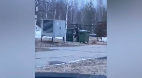 Медведь переворачивает контейнеры с мусором и бегает наперегонки с машинами по улицам Лангепаса