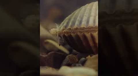 Этот моллюск фильтрует воду Черного моря