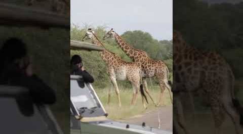 Как отличить самца жирафа от самки