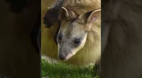 Сколько кенгурята живут в сумке мамы?