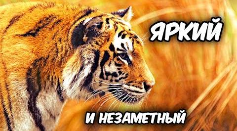Как добыча видит тигра? Животные желтого и оранжевого цветов. Тайна цвета