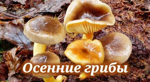 Какие грибы искать поздней осенью