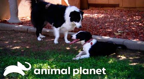 Chase the Dog Joins the Family Farm | Pit Bulls & Parolees | Animal Planet