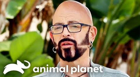 Jackson Galaxy’s Mission to End a Shop Cat’s Reign of Destruction | My Cat From Hell | Animal Planet