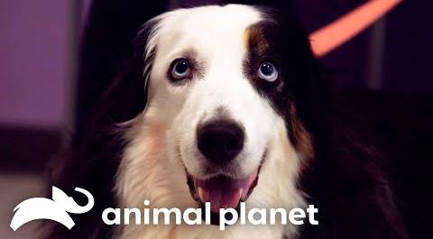 Expert Vet Helps Australian Shepherd Overcome Epileptic Seizures | The Vet Life | Animal Planet