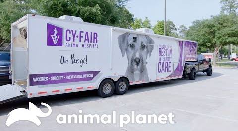 Remodeling a Vet Trailer for Community Outreach | The Vet Life | Animal Planet