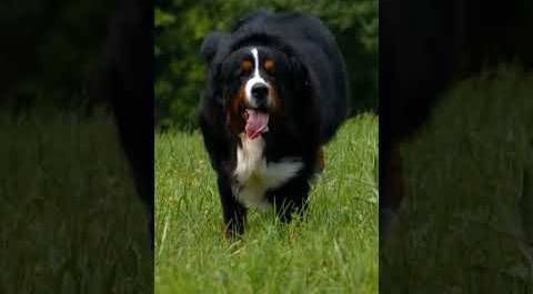 Witness the precious arrival of Bernese mountain dog puppies | Too Cute! | Animal Planet