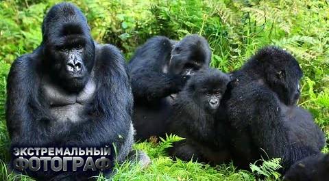 Горные гориллы. Путешествие к горам Вирунга в Руанде