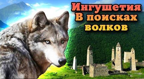 Ингушетия: путешествие по Кавказу. Волки в живой природе