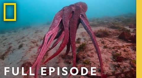 Shapeshifters: Octopus Superpowers (Full Episode) | Secrets of the Octopus