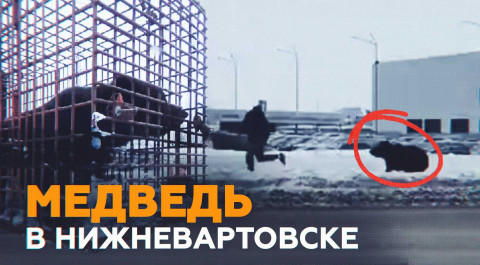 Бурый медведь бегает по улицам Нижневартовска — видео