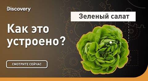 Зеленый салат | Как это устроено | Discovery