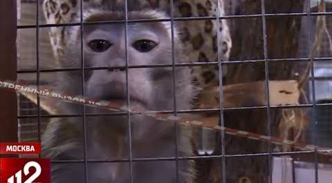"Она меня грызла»: обезьяна набросилась на посетительницу зоопарка!