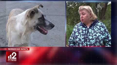 Свора собак нападает на людей | чиновники просят потерпеть?!
