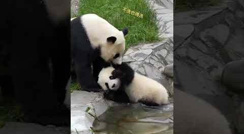 Забавный момент из жизни панд