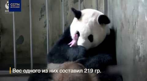 В Чэнду родились два детеныша панды