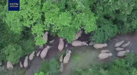 В провинции Юньнань сняли на видео крупное стадо слонов