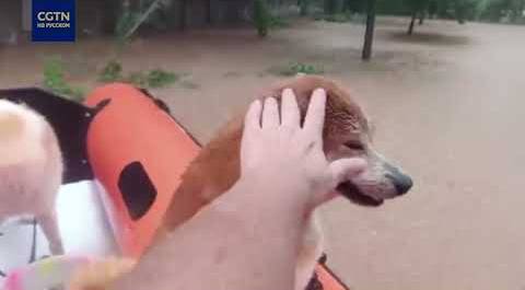 Пожарные спасли более 20 собак из затопленной ветклиники в Чэнду