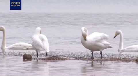 Лебеди-кликуны прилетели на зимовку в район устья реки Хуанхэ