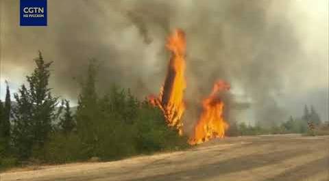 Масштабные лесные пожары в Турции