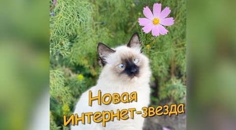 Косоглазая кошка Мимоза звезда интернета